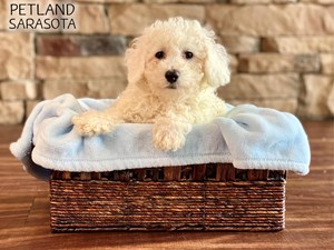 Dogs And Puppies For Sale Petland Sarasota Florida Pet Store