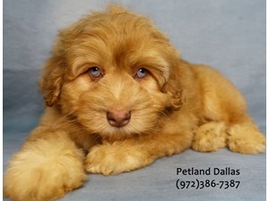 Dogs Puppies For Sale Petland Pet Store Dallas Texas