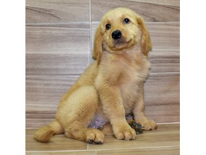 Cachorros Disponibles Petland Mexico