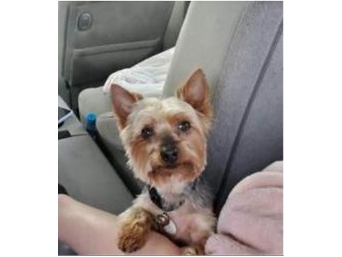 Rocky, a lost dog, is missing in Miami, FL 33155.