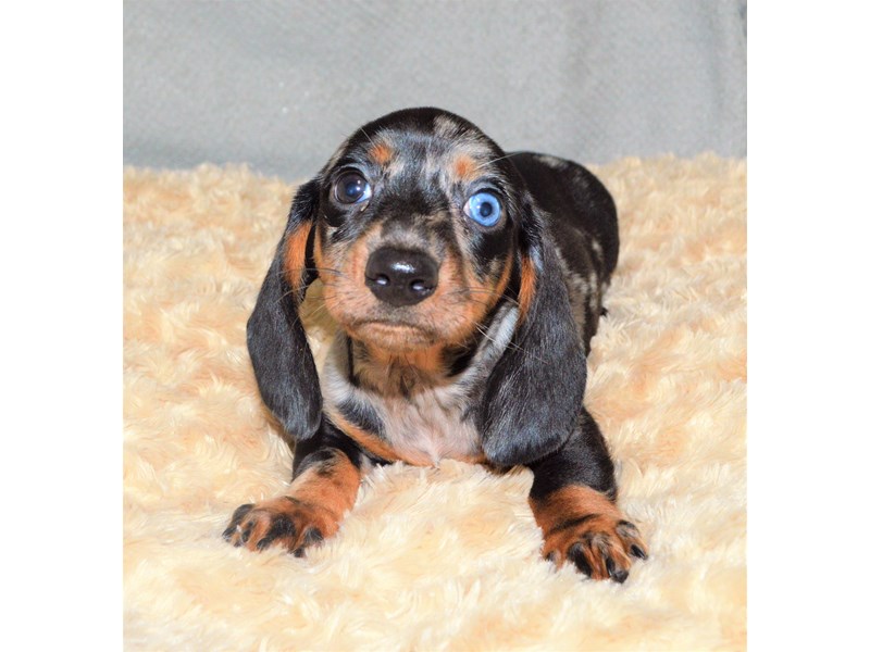 Dachshund DOG Blue Merle ID3211892 Located at Petland