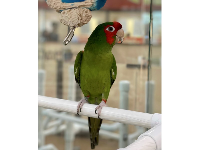 Mitred Conure - 23613 Image #2