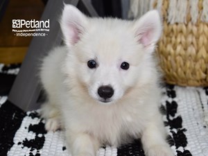 Dogs And Puppies For Sale Petland Independence Missouri