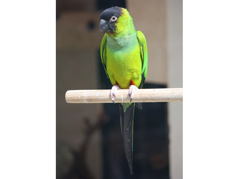 [#25] Nanday Conure Birds For Sale