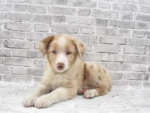 Puppies For Sale In Las Vegas - Pet Stores - Dogs For Sale
