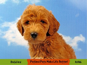 Petland Rockford, Illinois Pet Store - Pets, Supplies, & Puppies For Sale