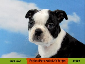 Teacup Puppies For Sale in Illinois, IL
