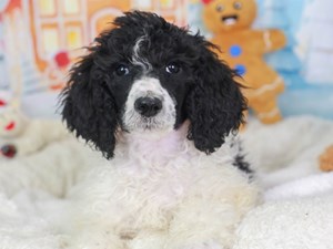 Standard Poodle-DOG-Female-Black and White-