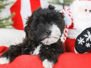 Shih Poo-DOG-Female-BLACK & WHITE-