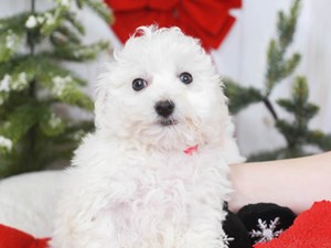 Bichon Frise-DOG-Female-white-