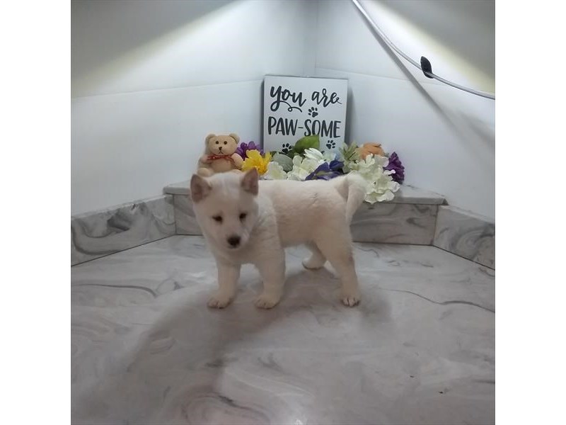 Shiba Inu-DOG-Female-Cream-3433598