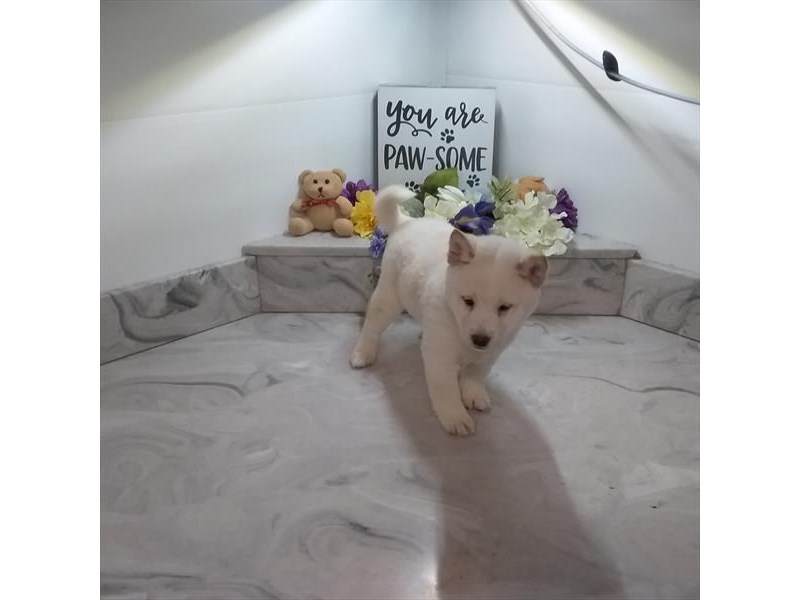 Shiba Inu-DOG-Female-Cream-3433598-img3