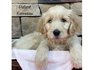 Goldendoodle-DOG-Female-3432637