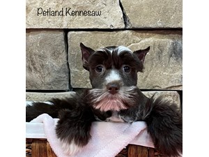 Miniature-Schnauzer-DOG-Female-3432877