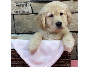 Golden-Retriever-DOG-Female-3441618
