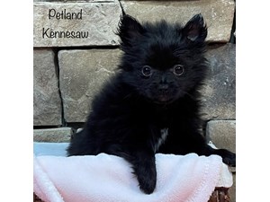 Pomeranian-DOG-Female-3441818