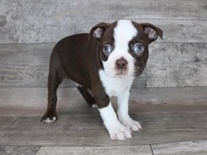 Boston-Terrier-DOG-Male-3455094