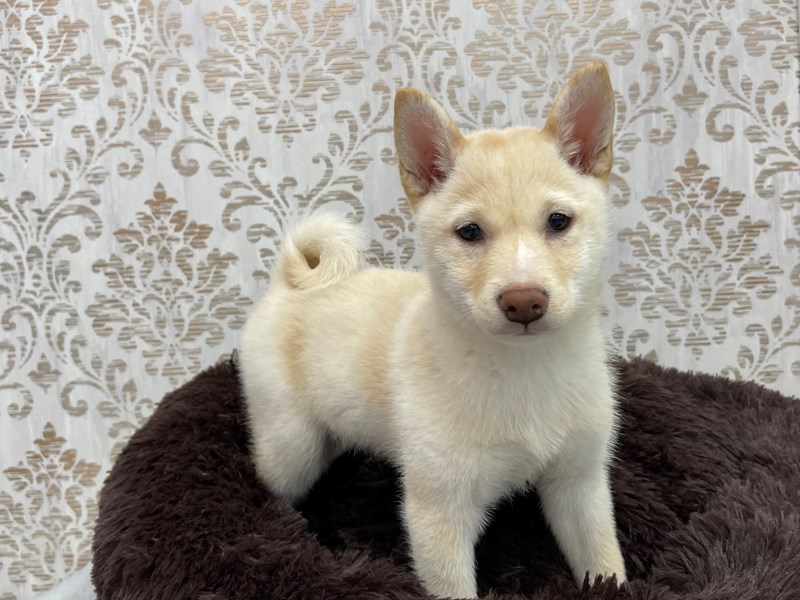 Shiba Inu-DOG-Female-Cream-3433598-img6