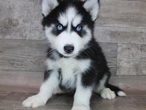 Siberian-Husky-DOG-Male-3464832