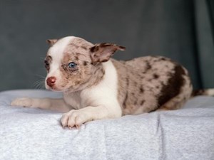 Chihuahua-DOG-Male-3464977
