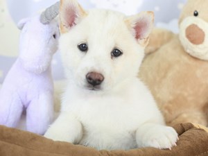 Shiba Inu-DOG-Female-Cream-