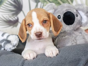 Beagle-DOG-Female-choc-