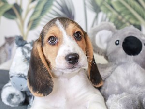 Beagle-DOG-Male-blk tri-