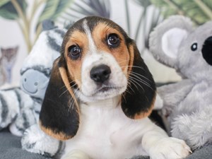Beagle-DOG-Female-blk tri-