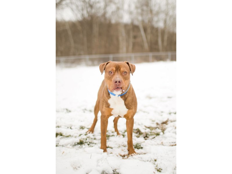 American Pit Bull Terrier-DOG-Male-Chocolate.Tan-3469842-img2