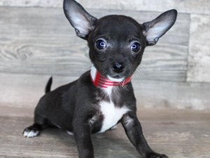 Chihuahua-DOG-Female-3486534