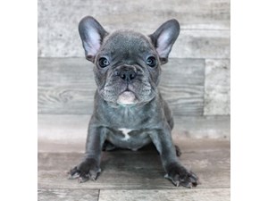 French-Bulldog-DOG-Male-3486539