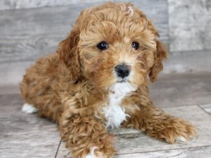 Miniature-Poodle-DOG-Female-3486544