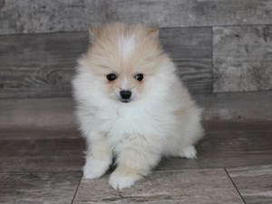 Pomeranian-DOG-Male-3486547