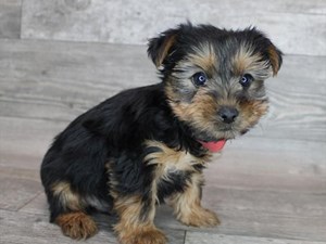 Yorkshire-Terrier-DOG-Male-3486550