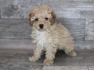 Miniature-Poodle-DOG-Male-3486557