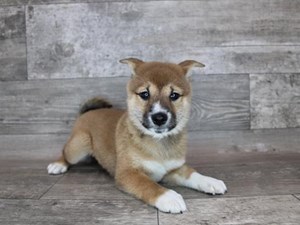 Shiba-Inu-DOG-Female-3486570