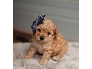 Miniature-Poodle-DOG-Male-3486877