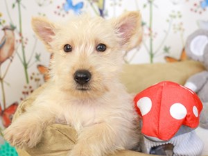 Scottish Terrier-DOG-Male-whtn-3529207