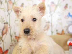 Scottish Terrier-DOG-Female-whtn-3529209