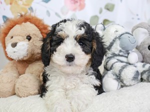 Mini Sheepadoodle-DOG-Female-Chocolate and White with Tan Markings-3561533