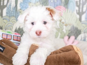 Chinese Crested-DOG-Male-Red-3570034
