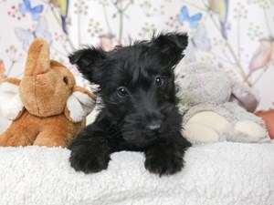 Scottish Terrier-DOG-Male-Blk-3582782