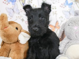Scottish Terrier-DOG-Female-Blk-3582783