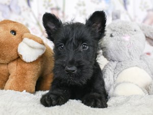 Scottish Terrier-DOG-Male-Blk-3582781