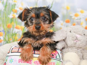 Yorkshire Terrier-DOG-Male-blk & tn-