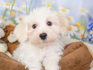 Bichon Frise-DOG-Male-WHITE-3594042