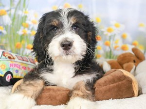 Mini Bernedoodle-DOG-Female-blk, tn, wh-3593560