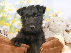 Scottish Terrier-DOG-Male-BLACK-3593513