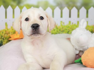 Labrador Retriever-DOG-Male-Yllw-3604073