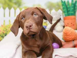 Labrador Retriever-DOG-Female-CHOCOLATE-